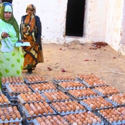 Éducation inclusive, hygiène et sécurité alimentaire Image 9