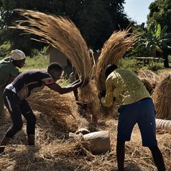 Food security in Malawi Image 9