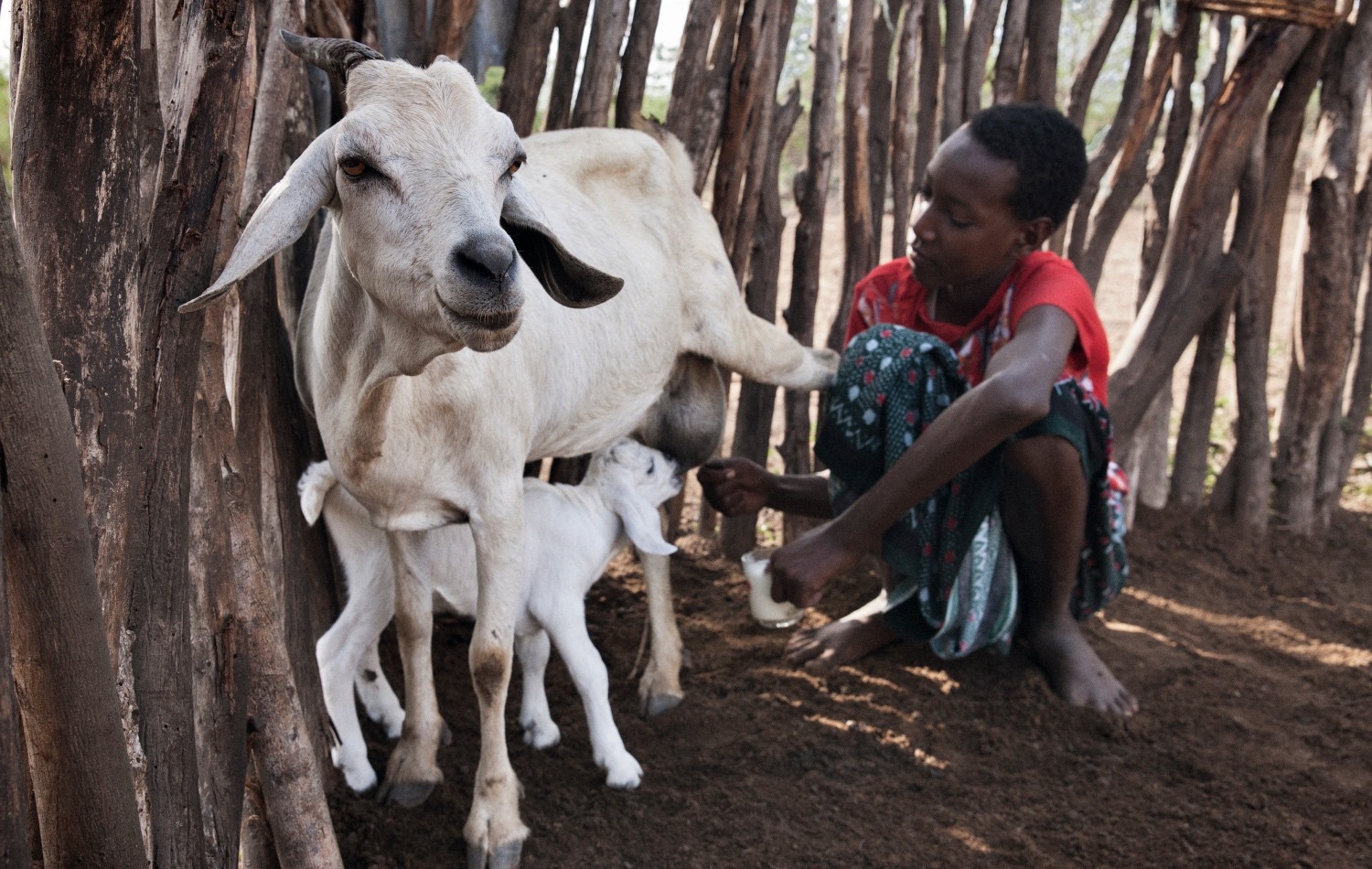Lanciato oggi BIMA, un progetto di ricerca per costruire la resilienza climatica delle comunità pastorali in Kenya